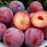 Саджанець Слива Оцарк Прем’єр Диплоїдна в контейнері